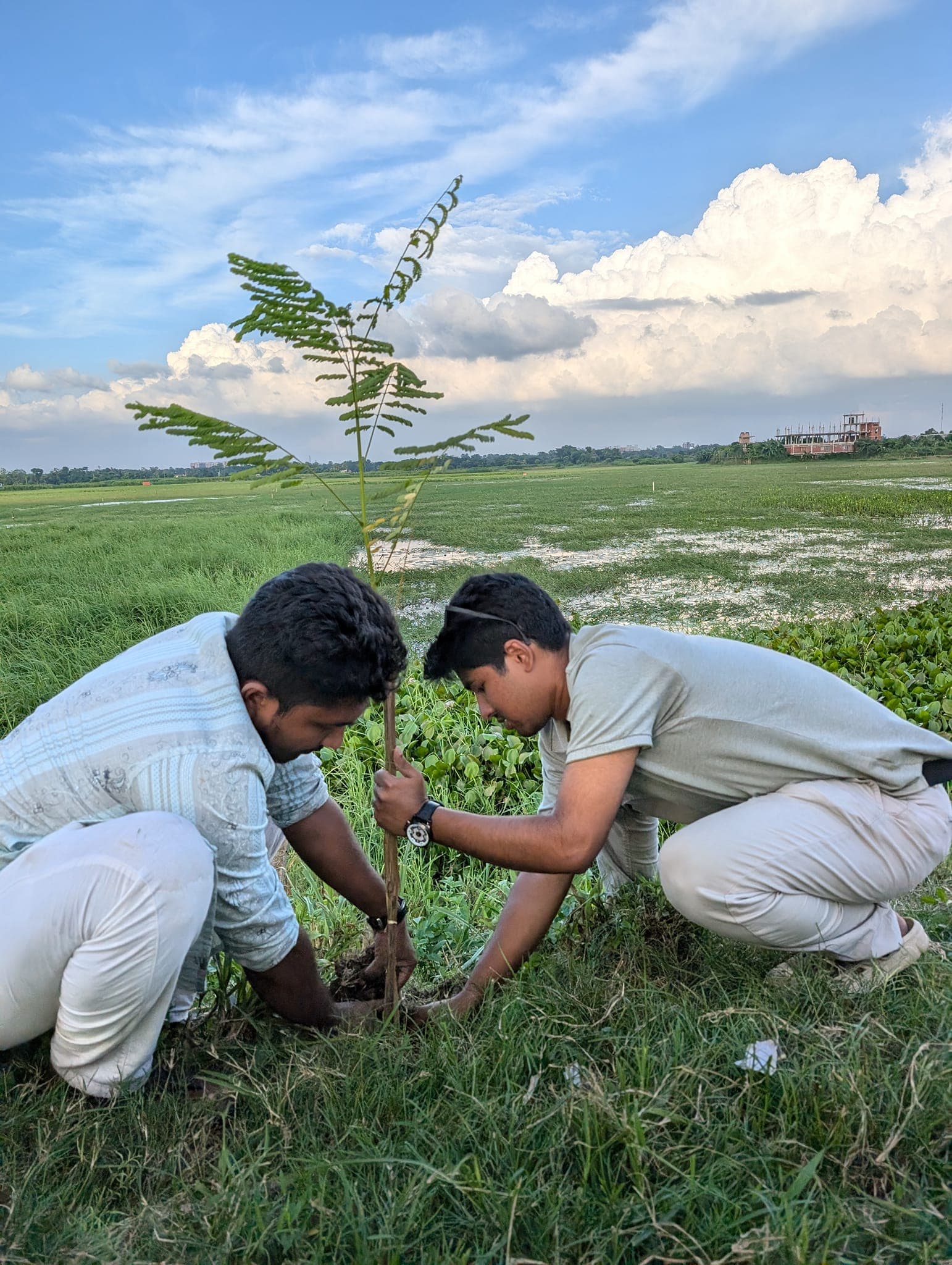 Tree Plantation Programs
